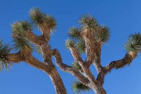 De kruin van een Joshua Tree